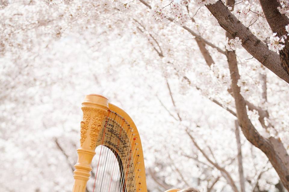 Playing the harp