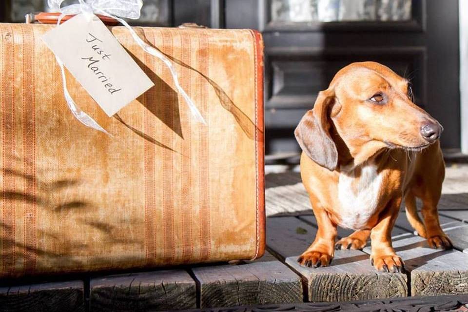 Dog and luggage