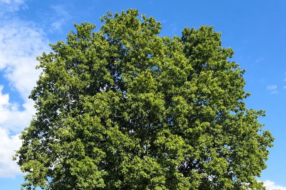 Tree_ceremony_spot_2000px.png