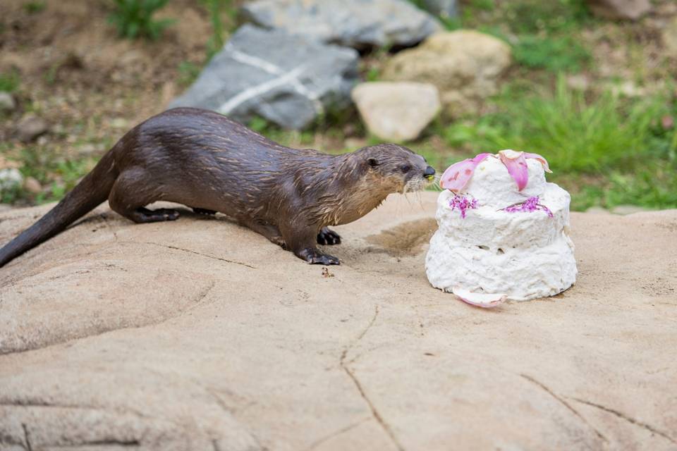 Otter Cake Enrichment- Add On
