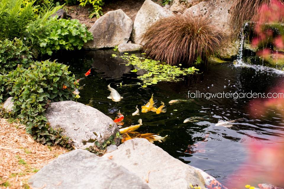 Koi Ponds