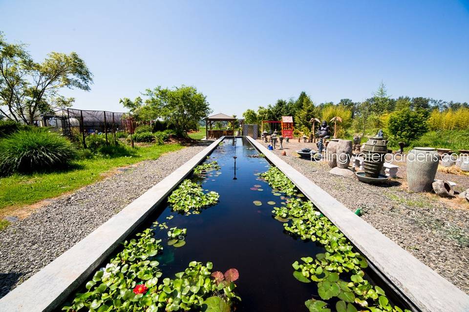 Lily Pad Pond