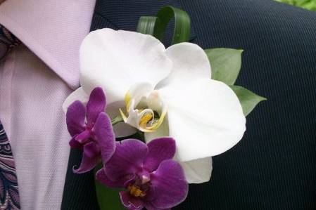 Phaleonopsis orchids