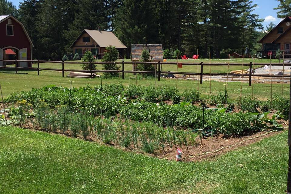 Our organic vegetable garden.