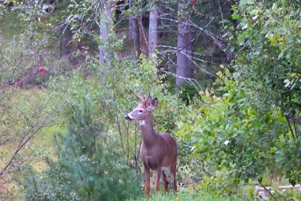 Unexpected guest!