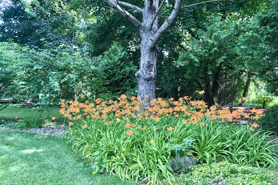 Lilies by pond