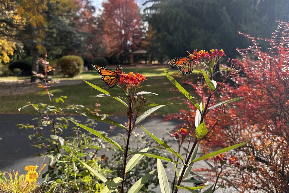 Monarch in front of B&B