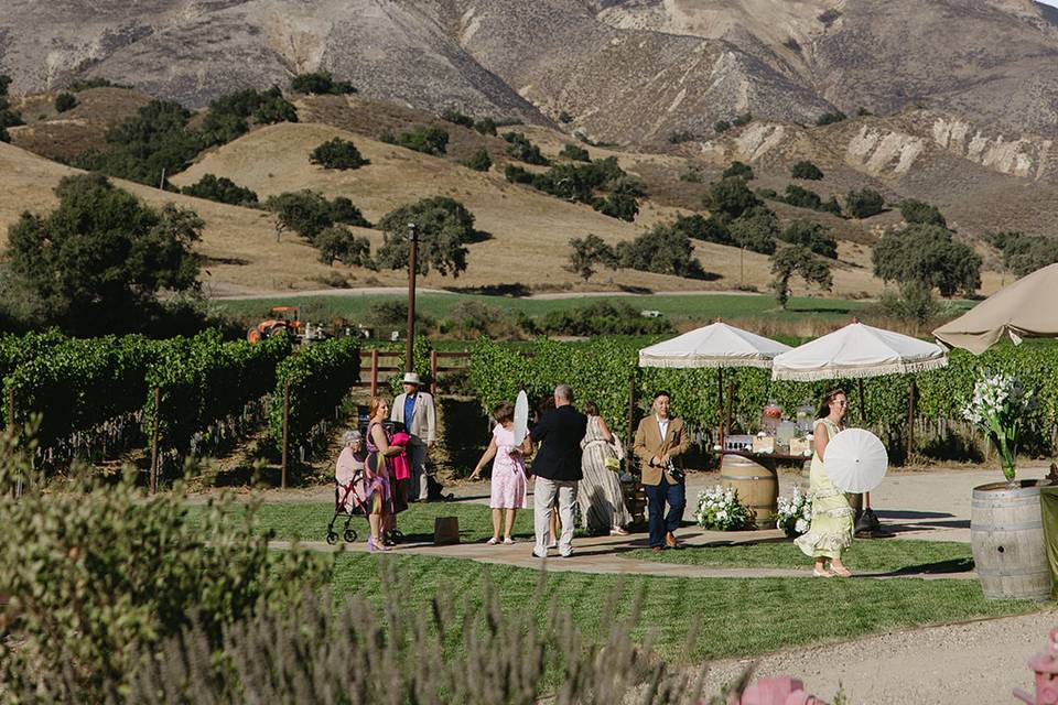 Ceremony vineyard