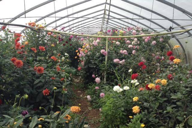 Deb's Flower Farm