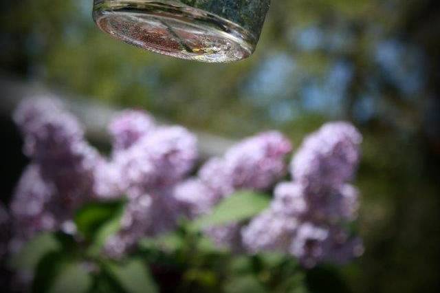 Fresh flowers in hanging mason jars on vintagy tree branch tree