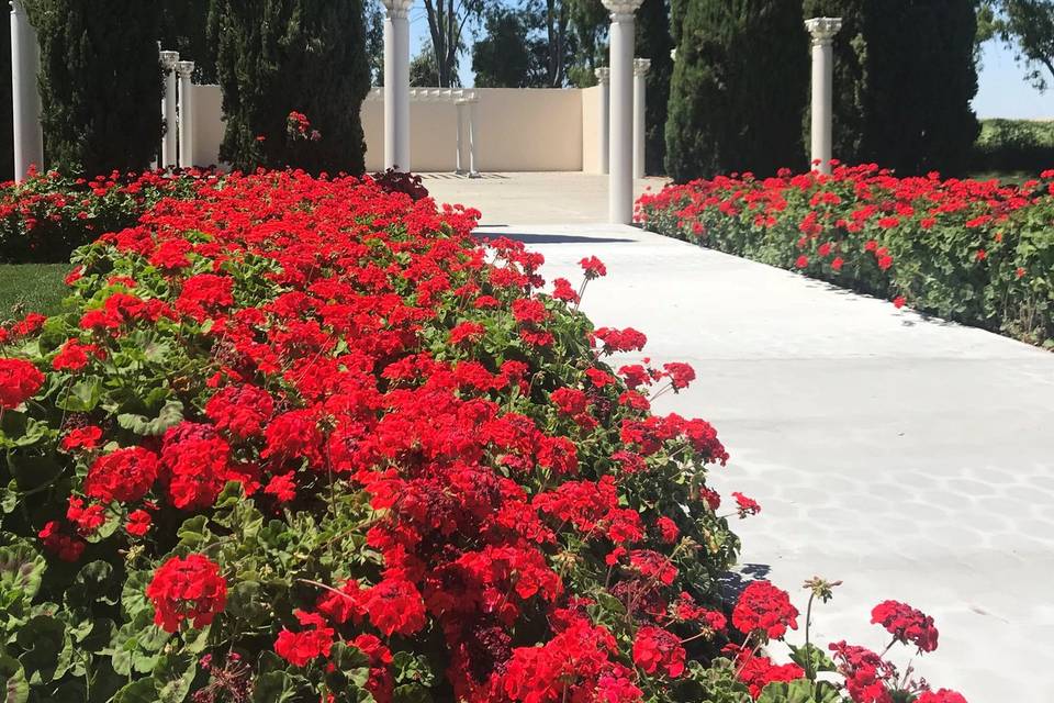 Flowers in the garden