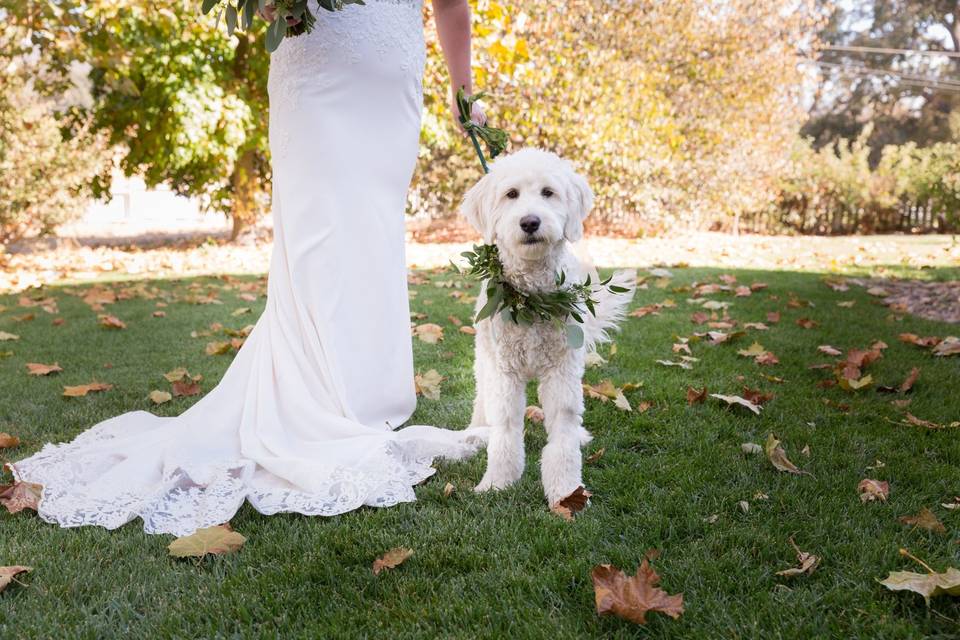 Wedding Dog C Sedley Photo