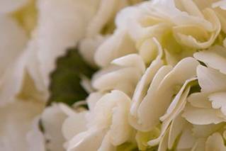 Atlanta Weddings & Love Knots™