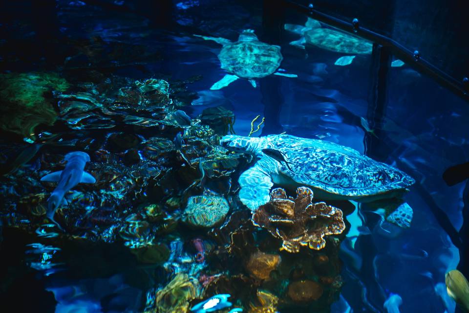 Aquarium