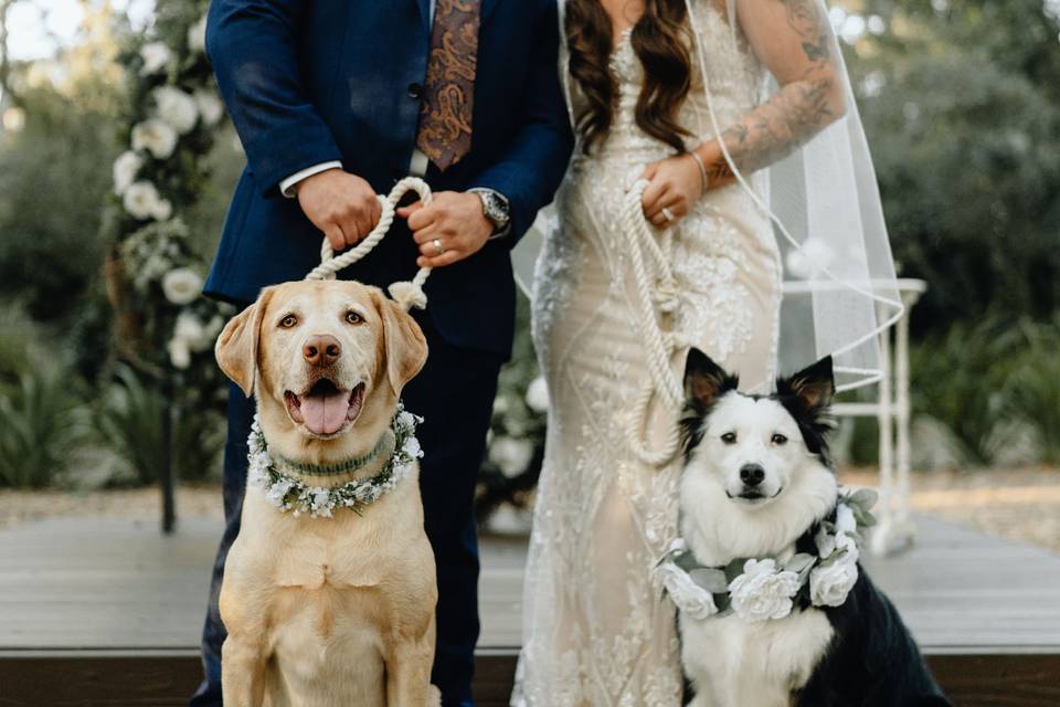 Pet Friendly Wedding