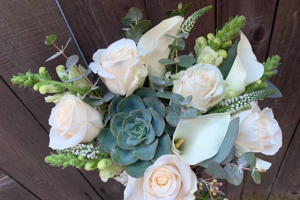White succulent
