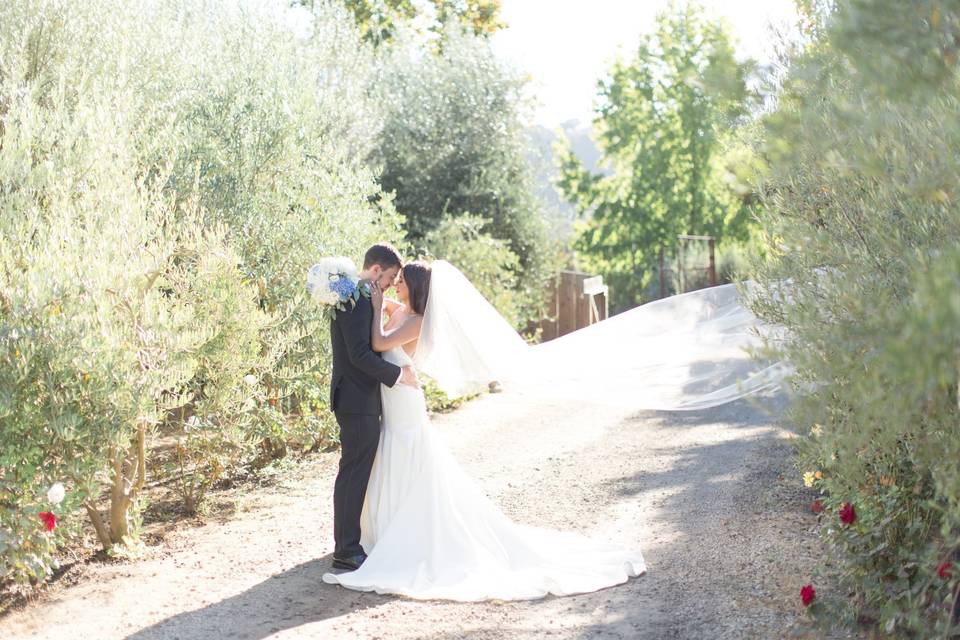 Portraits in Olive Trees