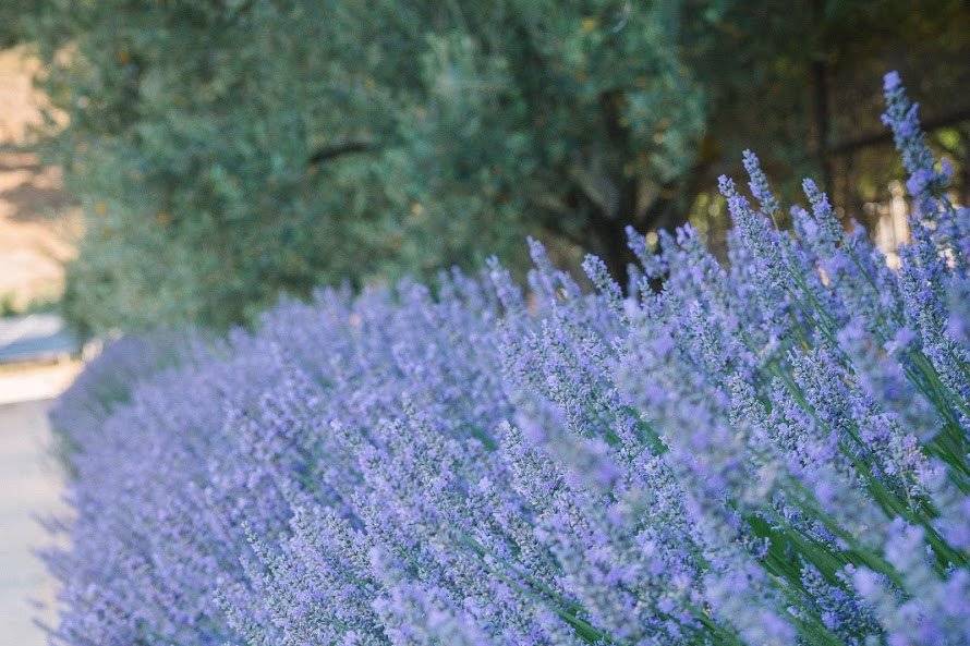 Lavender next to ceremony site