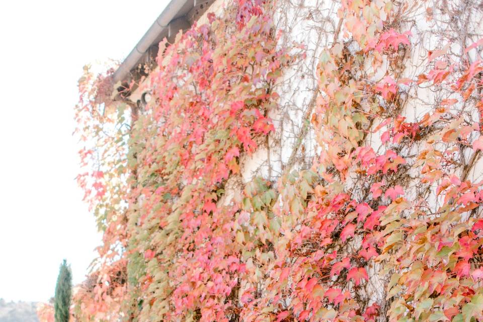 Climbing Vines in Fall