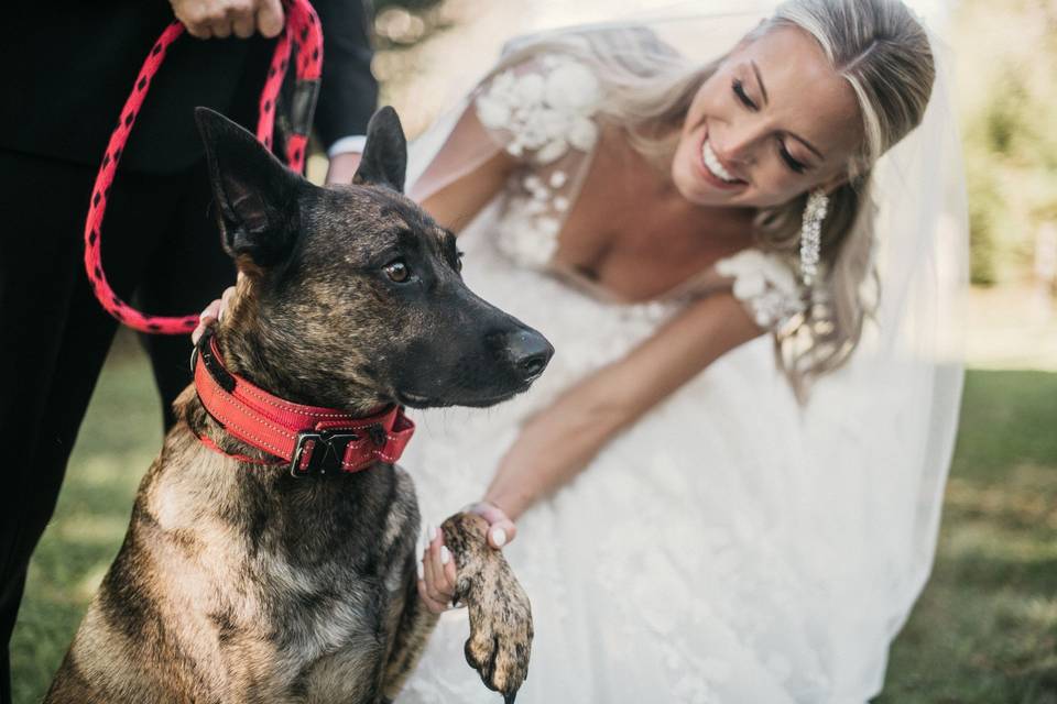Bride and canine guests