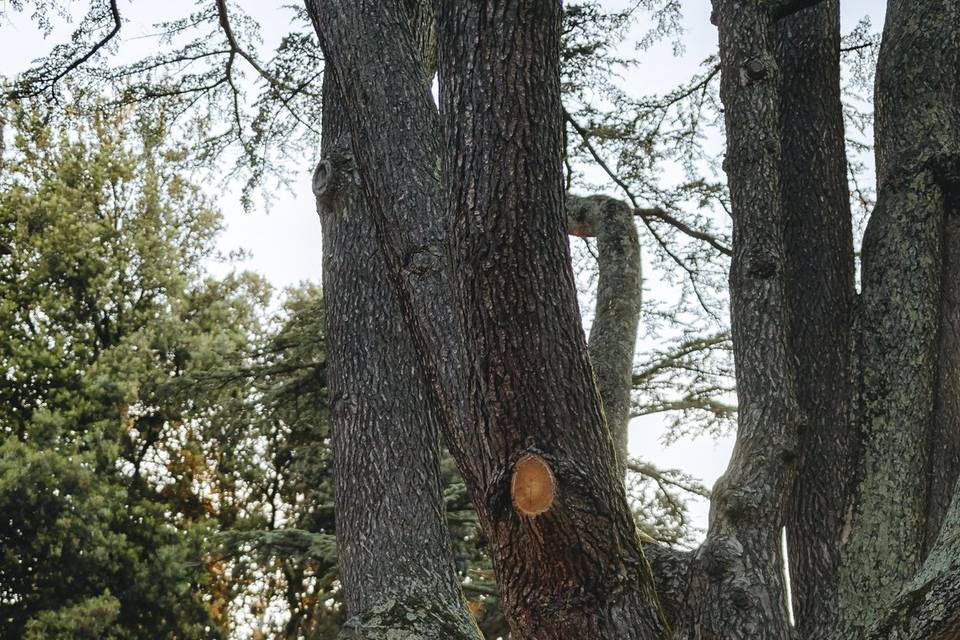 Kiss under the Cedar tree
