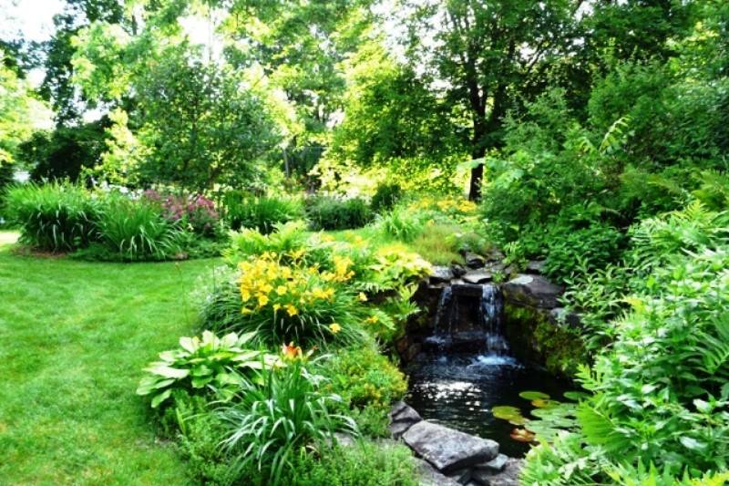 Pond and plants