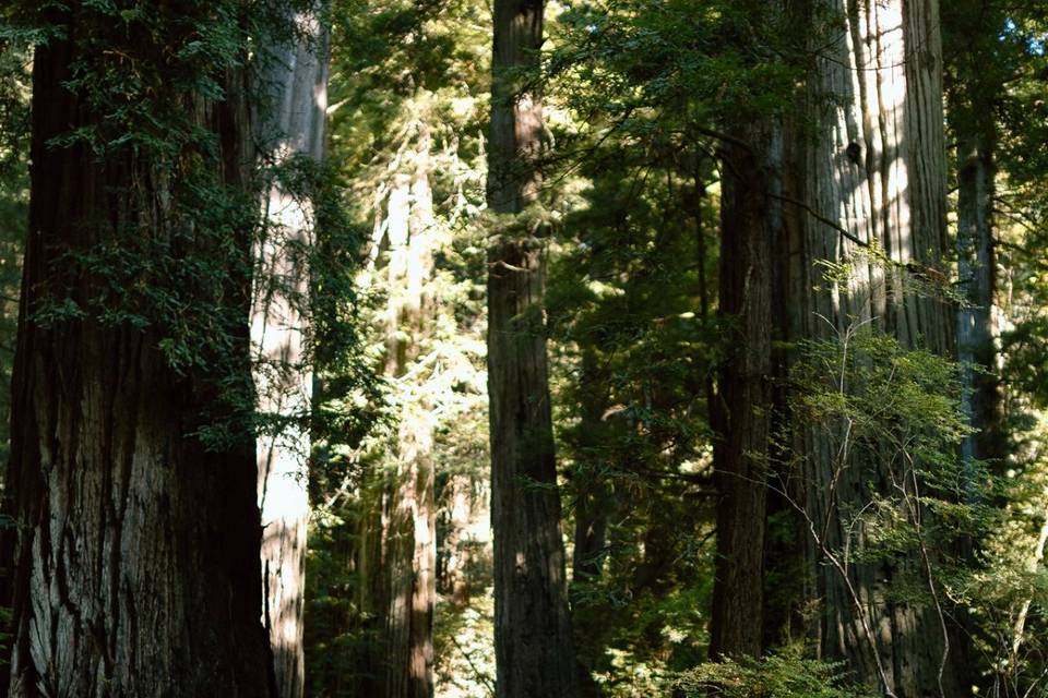 Redwood Elopement