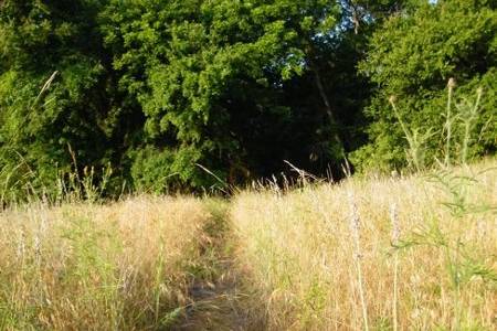 A path cutting through our field of tall grasses and lavender goes back through the woods of Mililani