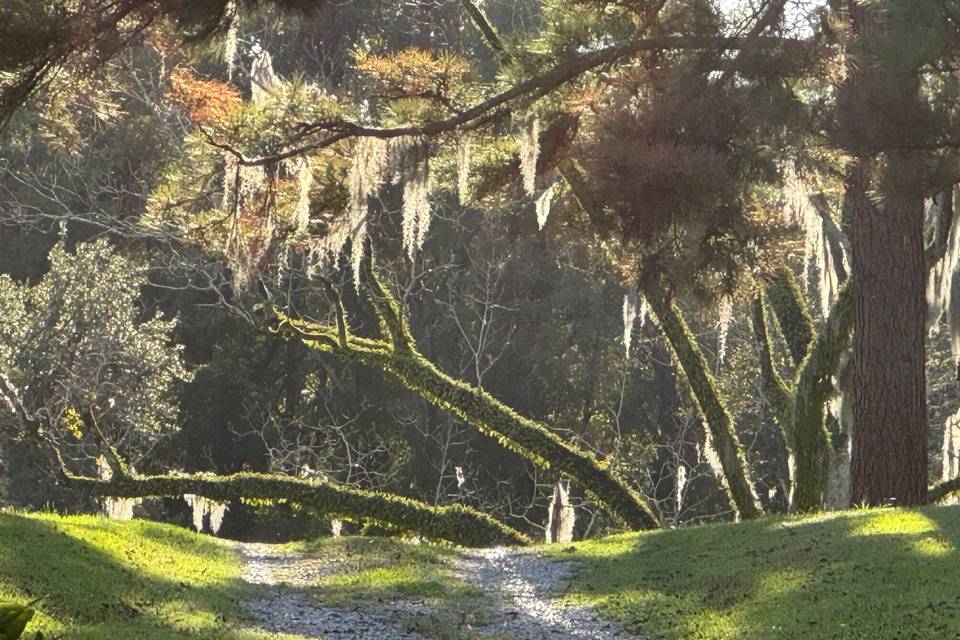 Magical views