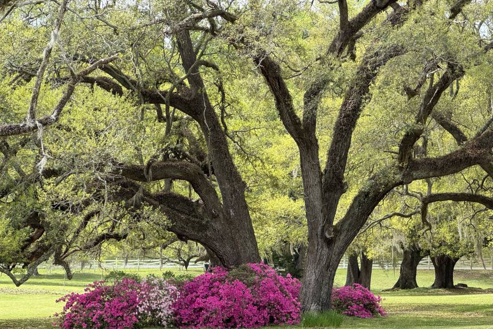 Ancient Oaks on the Great Lawn