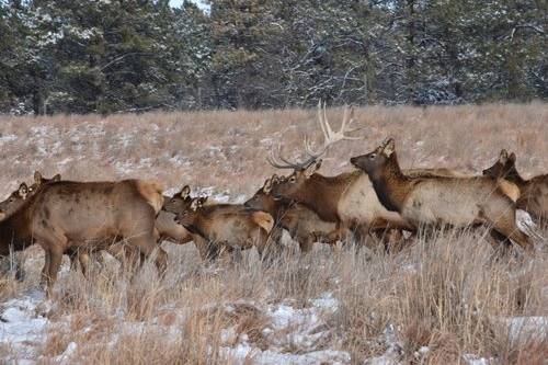 Heartland Elk Guest Ranch