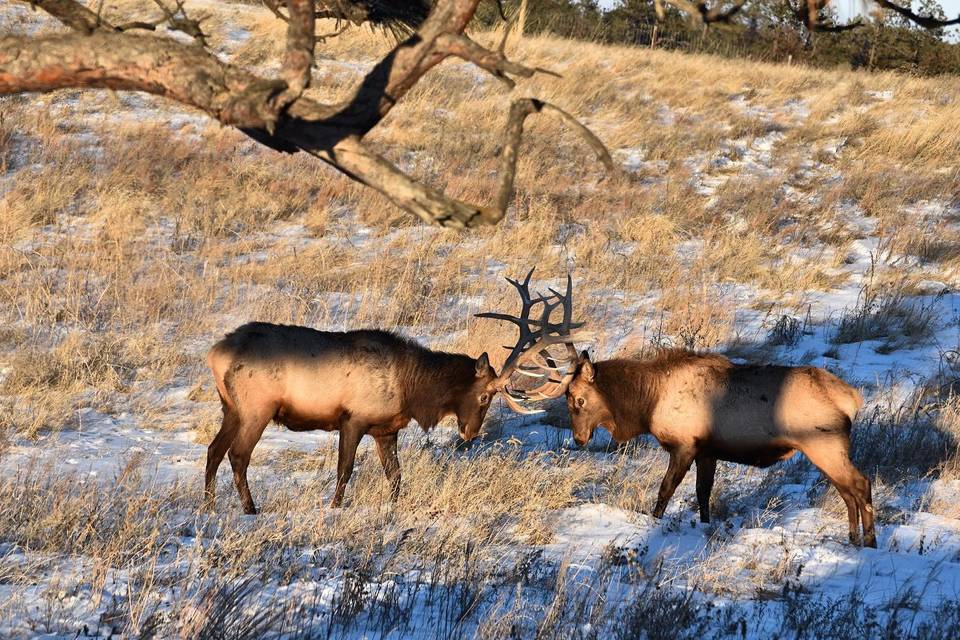 Two Bulls Sparring