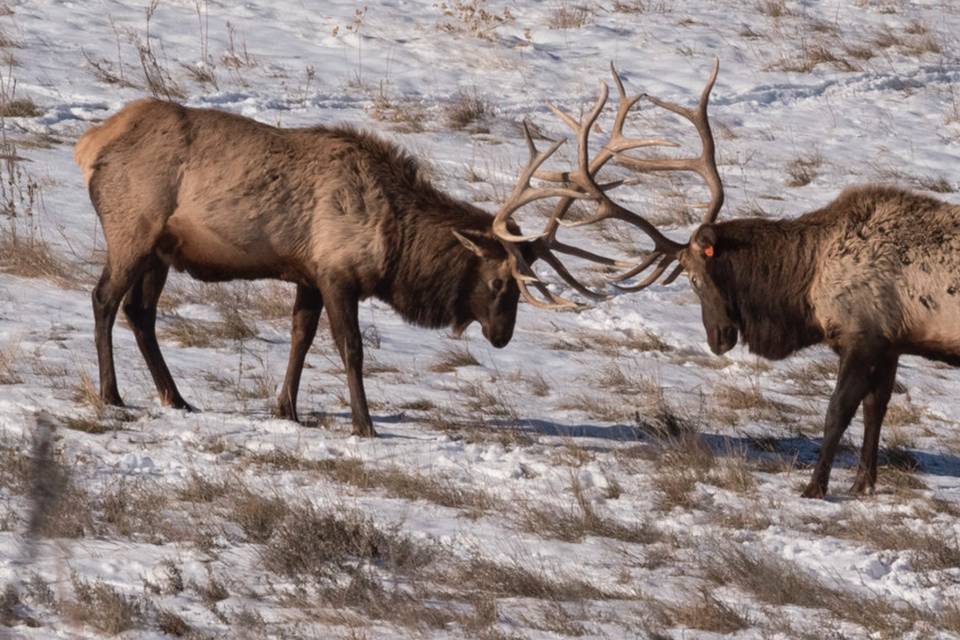 Heartland Elk Guest Ranch