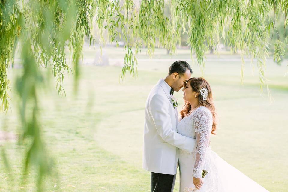 Weeping Willow Trees