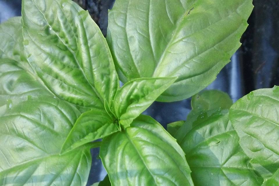 fresh basil grown right in our organic garden