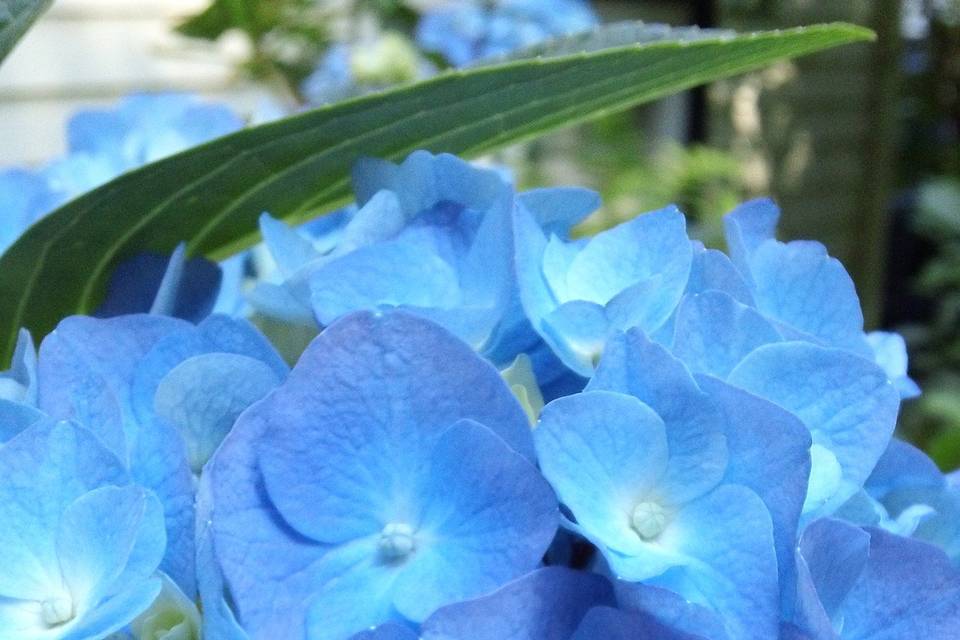 eye candy, blue hydrangea