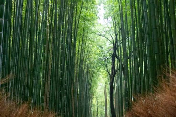 Kyoto