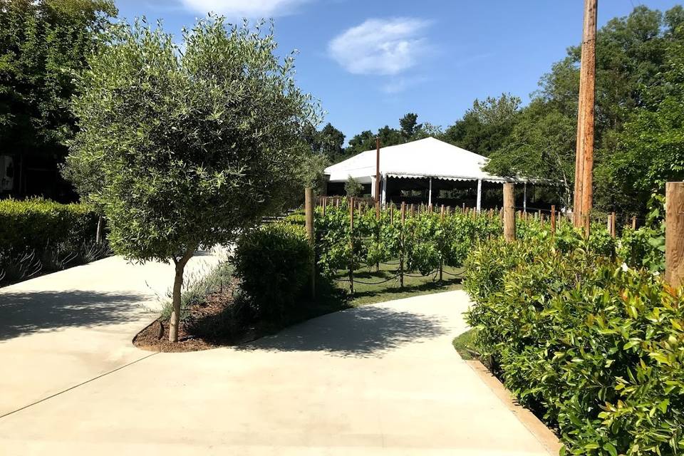 Winery Setting