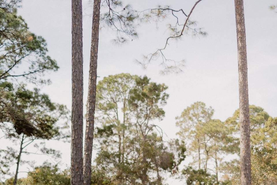 Bride in the Pines