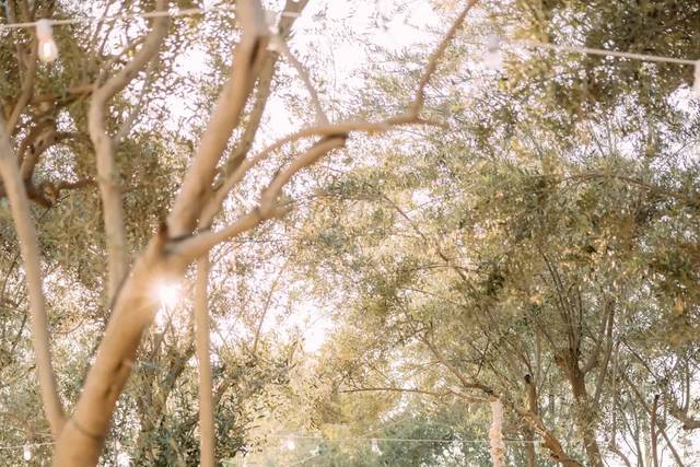 Olive Grove
