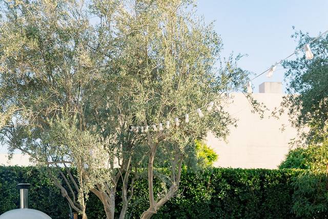 Olive Grove