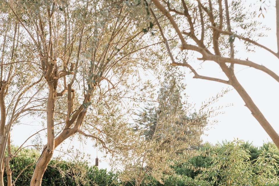 Olive Grove