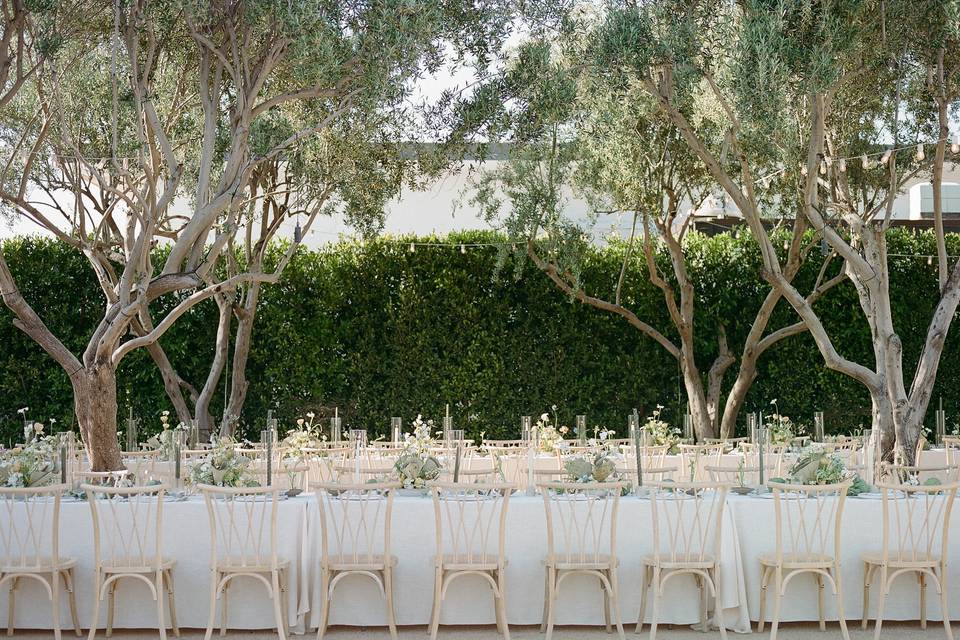 Olive Grove
