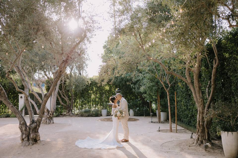 Olive Grove
