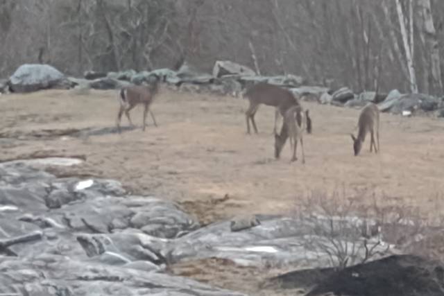 Deer in the spring