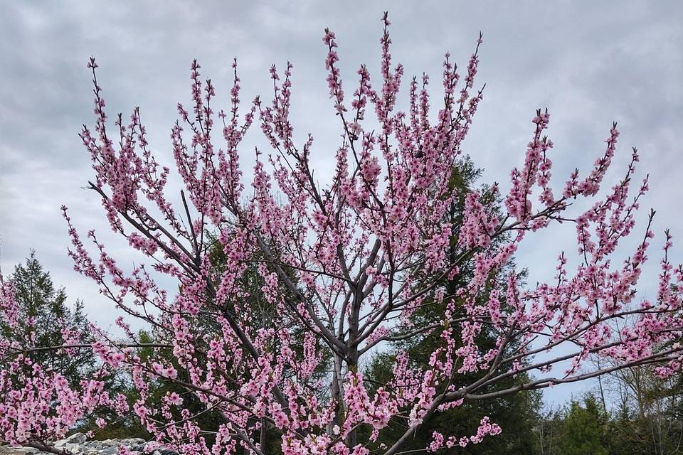 Nectarine tree