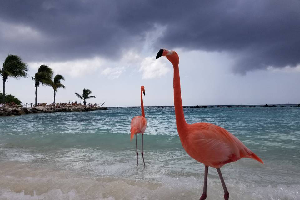 Flamingos