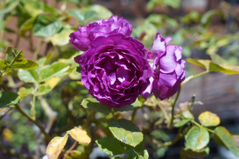 DSC09142.JPG