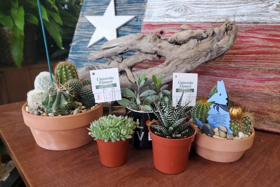 Selection of Live Succulents