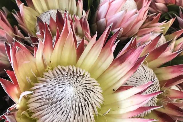Let us know if you have a specific flower in mind! We are happy to order anything you need.